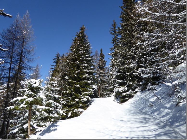 piste et forêt
