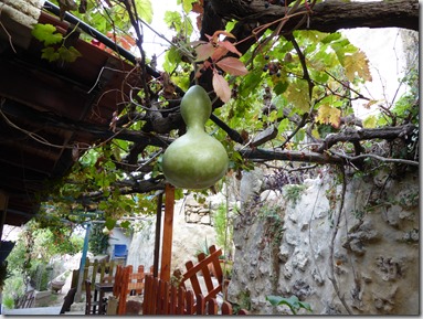 plante