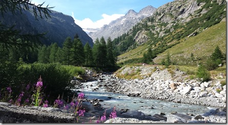 Fleurs dans la vallée