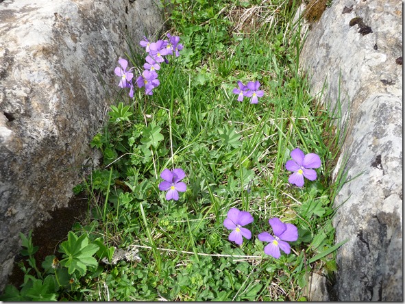 Pensée alpine