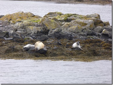 Vatnsnes 1