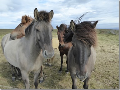 Cheval Islandais
