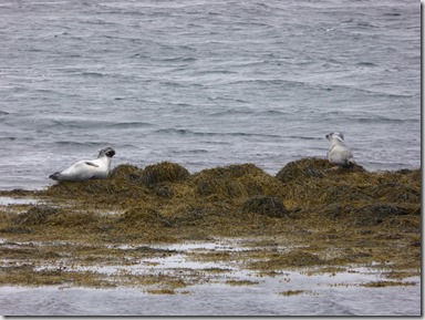 Phoque gris islandais