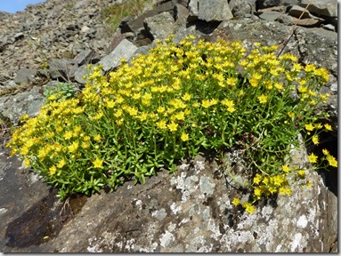 Saxifrage