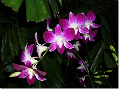 Dendrobium hybrides