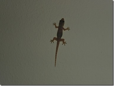 Gecko