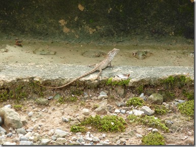 Lézard arbre