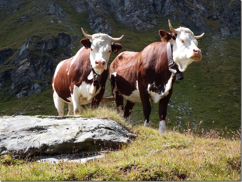 51 Vaches