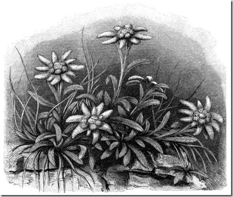 Illustration of a Edelweiss flower (Leontopodium alpinum)