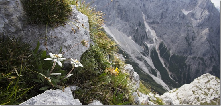 Beautiful Edelweiss flower with background of Slovenian Julian Alps. Edelweiss is a well-known Europe mountain flower.